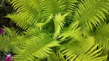 Bahçede ya da orman ortamında yetişen yemyeşil eğreltiotu yapraklarının yakın görüntüsü. Doğa geçmişi, rahatlama videoları, botanik içeriği veya ekolojik temalar için harika.