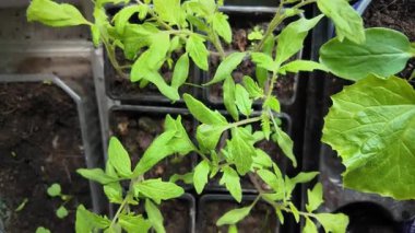 Küçük saksılarda taze domates ve salatalık fidelerinin üst görüntüsü. Bahçe işleri videoları, ev ekimi dersleri veya yavaş yaşam ve sürdürülebilir büyüme hakkında görsel içerik için ideal