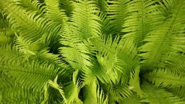 Bahçede ya da orman ortamında yetişen yemyeşil eğreltiotu yapraklarının yakın görüntüsü. Doğa geçmişi, rahatlama videoları, botanik içeriği veya ekolojik temalar için harika.