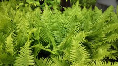 Bahçede ya da orman ortamında yetişen yemyeşil eğreltiotu yapraklarının yakın görüntüsü. Doğa geçmişi, rahatlama videoları, botanik içeriği veya ekolojik temalar için harika.