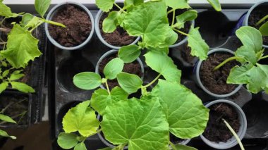 İçerideki küçük saksılarda yetişen taze salatalık fidelerinin tepeden tırnağa görüntüsü. Bahçıvanlık içeriği, ev ekimi projeleri, organik tarım ve ilkbahar görselleri için harika..