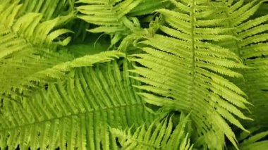 Geniş yeşil eğreltiotu yaprakları gün ışığında yavaşça sallanıyor. Çevre temalı videolar, rahatlama içeriği, botanik görseller ve organik yaşam tarzı promosyonları için mükemmel..