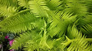 Canlı yeşil eğreltiotu yapraklarının üst görüntüsü rüzgarda hafifçe sallanıyor. Botanik arka planlar, organik yaşam tarzı içeriği, meditasyon videoları veya çevre temalı projeler için ideal.