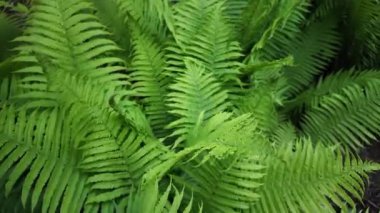 Bahçede ya da orman ortamında yetişen yemyeşil eğreltiotu yapraklarının yakın görüntüsü. Doğa geçmişi, rahatlama videoları, botanik içeriği veya ekolojik temalar için harika.