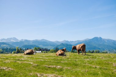 Birkaç inek, arka planda mavi gökyüzü ve dağların panoramik manzarası olan çimenli bir arazide huzur içinde yatıyor. Geleneksel kırsal yaşamı ve doğal güzelliği gözler önüne seren sakin kırsal bir manzara..