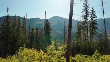 Yüksek, seyrek ağaçlar ve uzak tepelerin olduğu bir dağ ormanının panoramik manzarası. Sabah ya da öğleden sonra güneş ışığı altında. Sahne vahşi doğanın güzelliğini yakalar. Yürüyüş ve doğa gibi konular için idealdir.