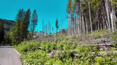 Güneşli bir yaz gününde açık mavi gökyüzüne uzanan uzun çam ağaçları ile yemyeşil orman. Düşük bir açıdan çekilen bu sahne, doğanın ihtişamını ve sükunetini aktarıyor.