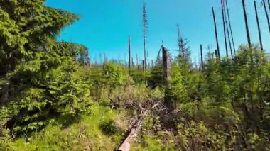 Güneşli bir yaz gününde açık mavi gökyüzüne uzanan uzun çam ağaçları ile yemyeşil orman. Düşük bir açıdan çekilen bu sahne, doğanın ihtişamını ve sükunetini aktarıyor.