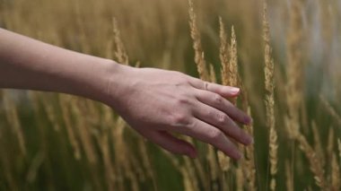 Güneşli bir tarlada altın buğday kulakları arasından nazikçe koşan bir kadının yakın çekimi. Görüntü, yaz boyunca sakinliği, duyusal bağlantıyı ve doğanın güzelliğini aktarır. Tarım temaları için ideal