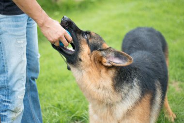 Alman çoban köpeği topu mavi ısırıyor, eller açılıyor.