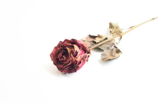 Withering Red Roses Isolated White Background — Stock Photo, Image