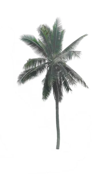 Palmiers Noix Coco Jardin Isolé Sur Fond Blanc — Photo