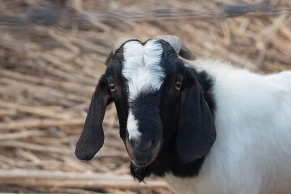 Hodowanie Kóz Dla Żywności Obszarach Wiejskich Make Kozy Szczęśliwy — Zdjęcie stockowe