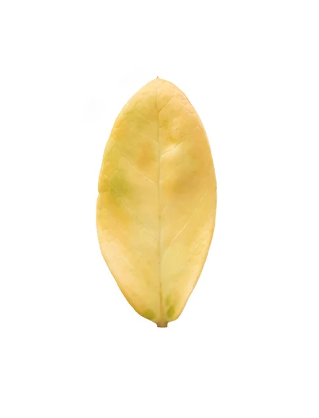 Желтые Листья Белом Фоне — стоковое фото