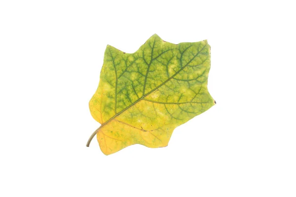 Желтые Листья Белом Фоне — стоковое фото