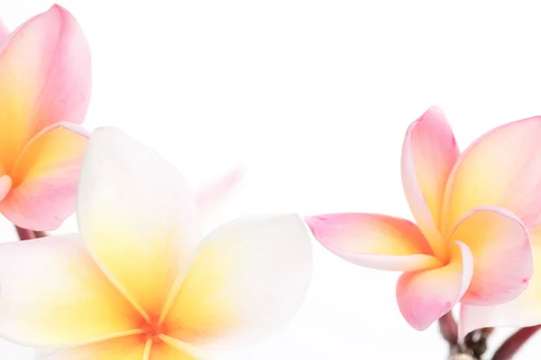 Banyak Bunga Frangipani Yang Indah Pada Latar Belakang Putih Dengan Stok Gambar Bebas Royalti