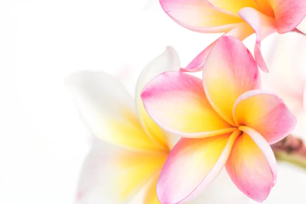 Banyak Bunga Frangipani Yang Indah Pada Latar Belakang Putih Dengan Stok Foto