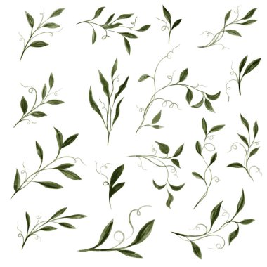 Suluboya Yaprakları Yeşil. Düğün Daveti için uygun beyaz arkaplan üzerinde izole edilmiş kolleksiyon botanik vektörü