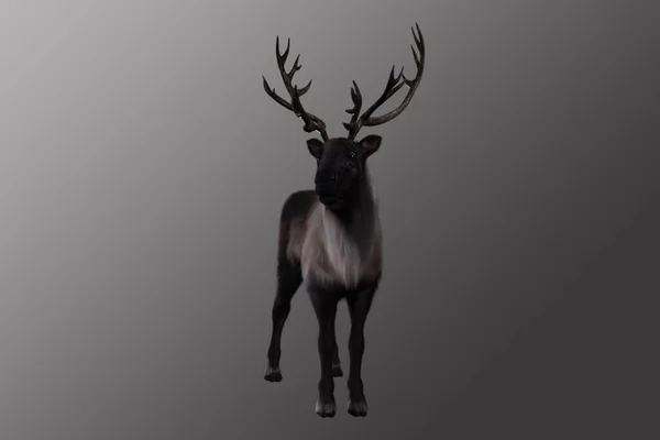 在灰色背景下孤立的驯鹿的3D渲染 — 图库照片
