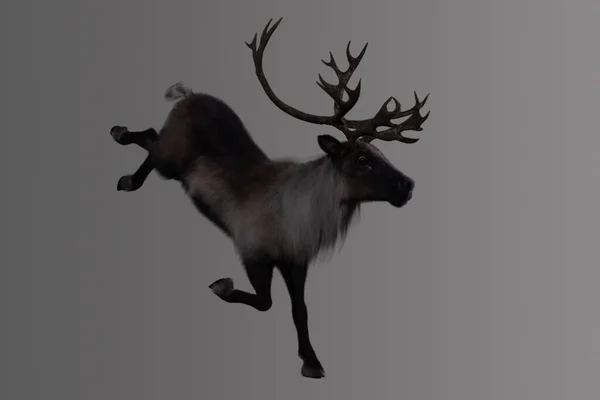 Large Reindeer Landing Light Background — Stock Photo, Image