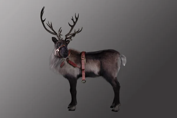 Christmas Reindeer Isolated Grey Background — Stock Photo, Image