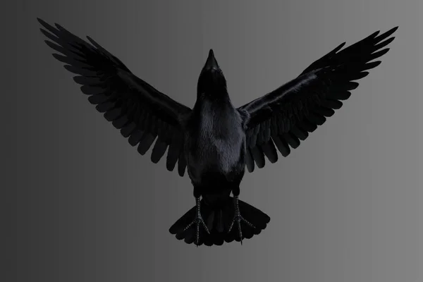 Corvo Voando Céu — Fotografia de Stock