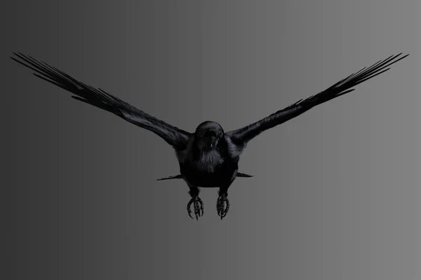 Ένα Μεγάλο Μαύρο Κοράκι Που Πετάει Πάνω Από Ένα Απομονωμένο — Φωτογραφία Αρχείου