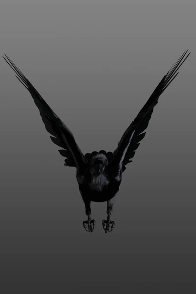 Cuervo Volando Fondo Del Cielo —  Fotos de Stock