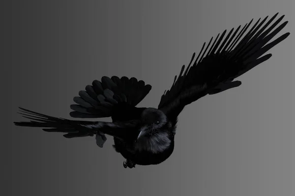 Ворона Летит Изолированном Фоне — стоковое фото