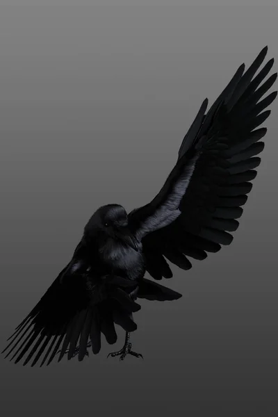 Raven Met Uitgestrekte Vleugels Een Geïsoleerde Achtergrond — Stockfoto
