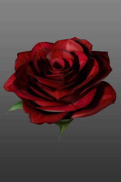 Elegante Rosa Rossa Isolata Fondo Grigio — Foto Stock