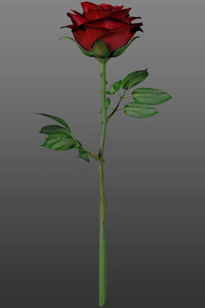 暗色の背景に孤立した一本の赤いバラの花 — ストック写真