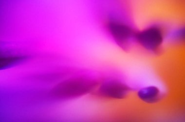 Renkli çiçek arkaplanı, dalgalı soyut, yumuşak arkaplan