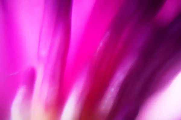 Fundo Colorido Flor Abstrato Com Ondas Fundo Macio — Fotografia de Stock