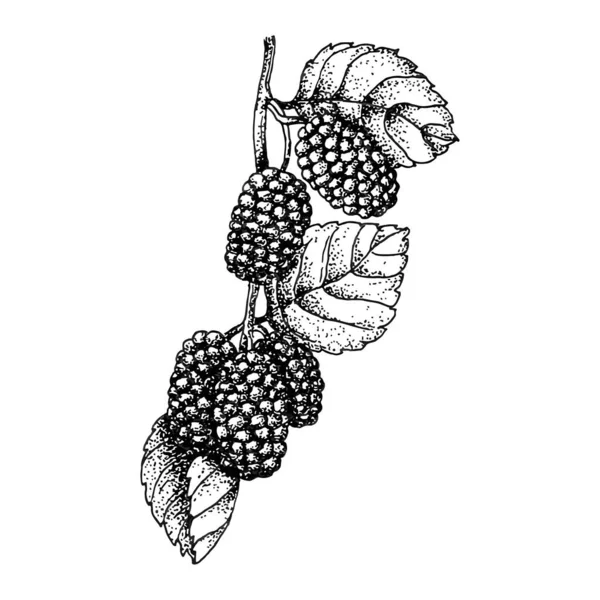 Maulbeere Und Blätter Maulbeerskizze Vektorillustration Vektor Handgezeichnete Illustration — Stockvektor