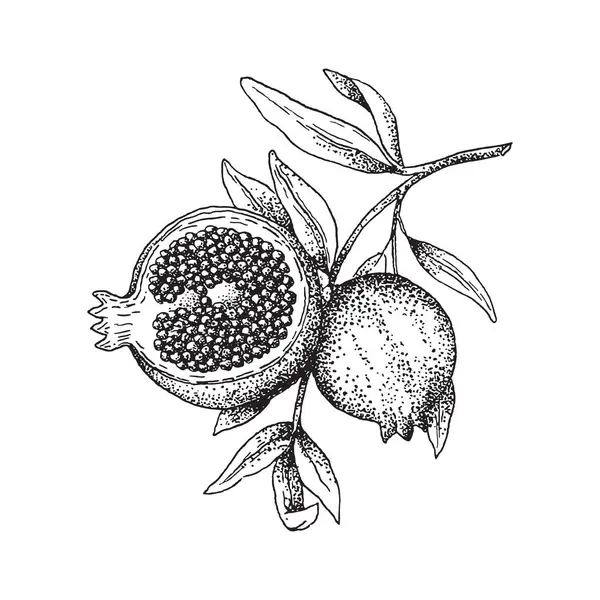 Ρόδι Και Φύλλα Pomegranate Σκίτσο Διανυσματική Απεικόνιση Διάνυσμα Ζωγραφισμένα Στο — Διανυσματικό Αρχείο