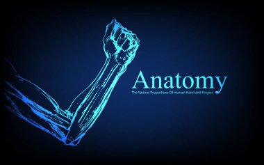 Röntgen görüntüsünde insan anatomisi. Anatomi insan bedeni bağlantısı, İnsan El ve Parmaklarının Çeşitli Oranları, Fütüristik mavi arka planda eğitim ya da bilim afişi, Vektör el çizimi