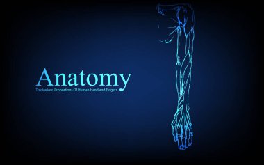 Röntgen görüntüsünde insan anatomisi. Anatomi insan bedeni bağlantısı, İnsan El ve Parmaklarının Çeşitli Oranları, Fütüristik mavi arka planda eğitim ya da bilim afişi, Vektör el çizimi