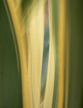 güzel yeşil palmiye yaprakları görünümünü kapat
