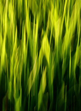 Yeşil çimen alanı arkaplanı