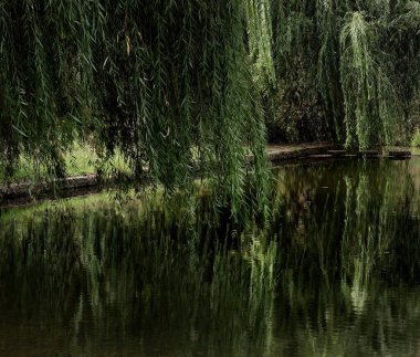 Nehir ve ağaçlı yeşil orman