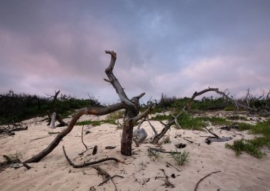 Çöldeki ölü ağaç..