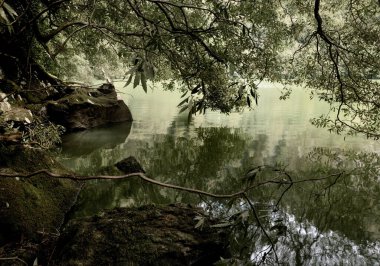 Ormanın güzel manzarası