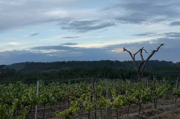 Wijngaard Bij Zonsondergang Met Een Prachtig Uitzicht — Stockfoto