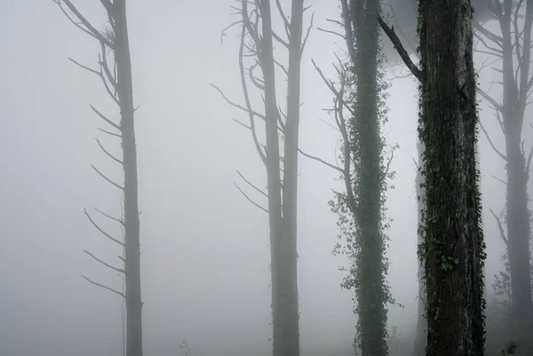 Mlhavý Les Horách — Stock fotografie