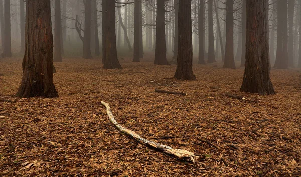 Mlhavý Les Podzim — Stock fotografie