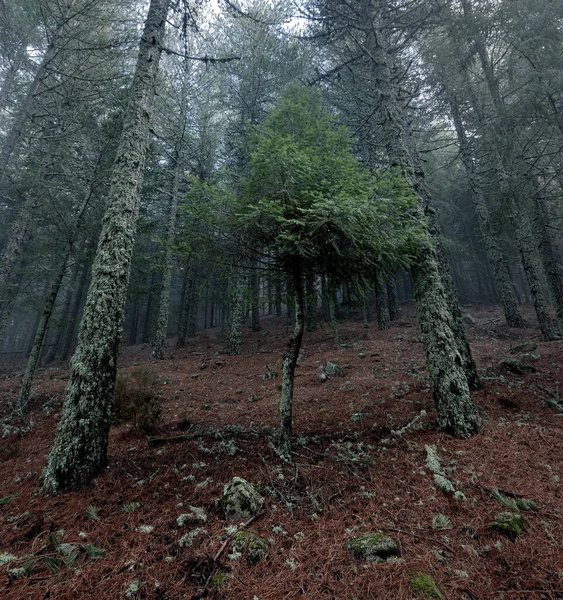 暗い霧の秋の森 暗い霧の秋の風景 — ストック写真