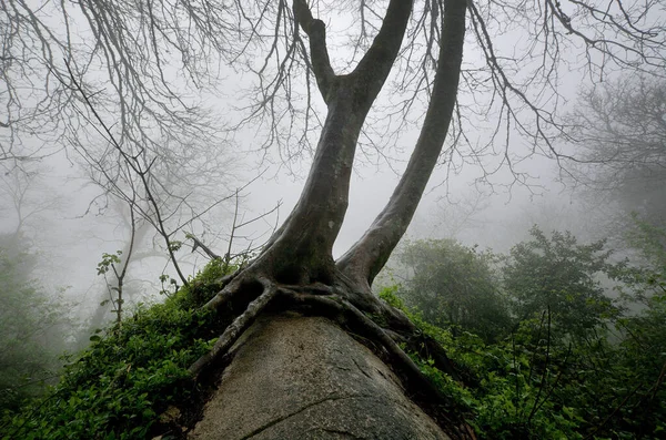 Starý Strom Lese — Stock fotografie