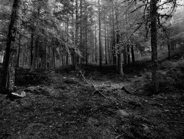 木の白黒写真です — ストック写真