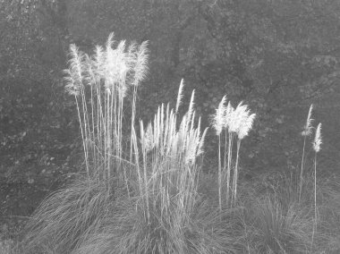 Doğanın güzel manzarası